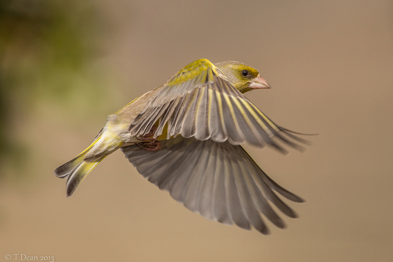 Illustration for article titled Amazing close-up photos capture war planes and birds' majesty in motion